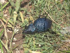 Карабус кавказский 003